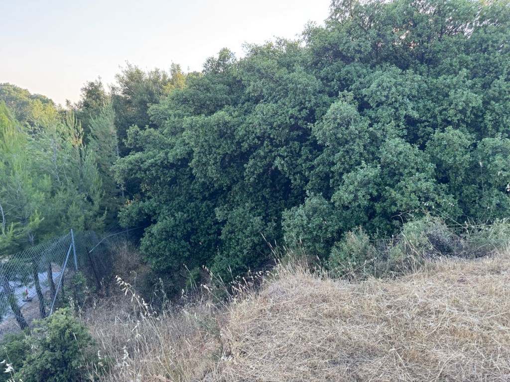 πουρνάρι στην Κηφισιά