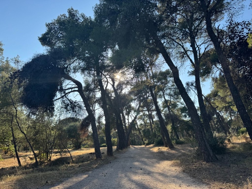 Διαδρομή μέσα στο άλσος Συγγρού με ψηλά δέντρα και φυσικό φωτισμό.